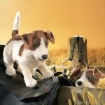 Folkmanis Handpuppe Jack Russell Terrier Folkmanis Handpuppe Jack Russell Terrier